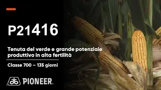 P21416: il mais con eccellente tenuta del verde e grande potenziale produttivo in alta fertilità