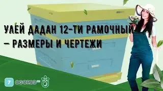 Улей Дадан 12-ти рамочный — размеры и чертежи