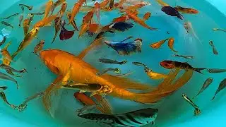 Cute Baby Koi Carp Fish Halfmoon Betta Fish Molly Guppy Guppies Goldfish Angelfish animals Videos