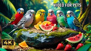 Cat TV for Cats : Birds & Squirrels Videos to Reduce Feline Boredom 🕊️🐿️ 4K HDR