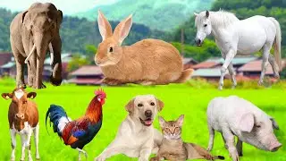 Farm animal moments: Dog, Cow, Cat, Sheep, Rabbit, Chicken, Duck, Pig - Farm Animal Sounds