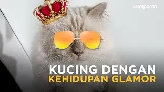 10 Fakta Menarik Choupette Kucing Kesayangan Karl Lagerfeld