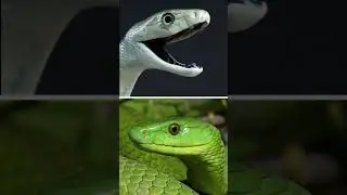 Black Mamba VS Green Mamba #wildlife #mamba #snake