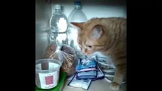 Коту Копернику 3 года!!!