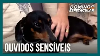 Saiba por que animais de estimação sofrem tanto com os fogos de artifício