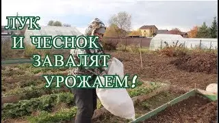 НА СЛЕДУЮЩИЙ ГОД ЧЕСНОК И ЛУК ЗАВАЛИТ УРОЖАЕМ! ПОСАДКА ПОД ЗИМУ. 09.10.19 (часть 1)