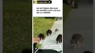 Melhores memes do mundo em alta - Memes do ZAP e TIK TOK 2022 