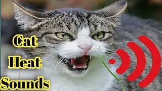 Male Cat Calling Female | Male Cat In Heat Sounds|Cat Mating Call Sounds|male cat meowing for female