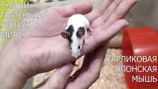 ЯПОНСКИЕ МЫШИ УХОД И СОДЕРЖАНИЕ