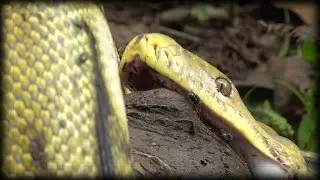 Python Eats Goat 04 Stock Footage