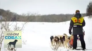 Гонка на собачьих упряжках Берингия. Часть 3. Планета собак 🌏 Моя Планета