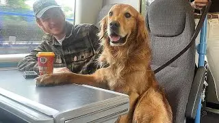 When your love for your dog is unconditional 😄 Funny Dog and Human Video 2024