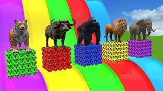Paint Animals Tiger Elephant Gorilla Lion Buffalo T-Rex, Long Slide Transformation Cartoon Game
