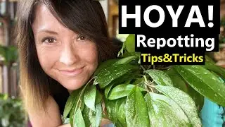 Hoya Plant Care | Repotting Hoya | HOYA Tips