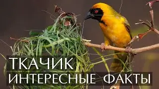 Ткачик (Ткач) - Интересные факты