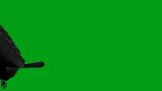 Crow flying green screen video (2) | Copyright Free