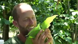 This Toilet Paper Plant is the Charmin of the Garden!