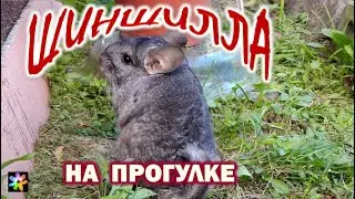 🍃🦡 Шиншилла на прогулке