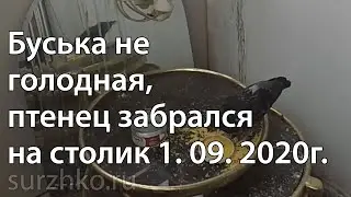 Буська не голодная, птенец забрался на столик 1. 09. 2020г.