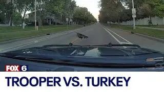 Wisconsin State Patrol trooper deals with stubborn and fearless turkey | FOX6 News Milwaukee