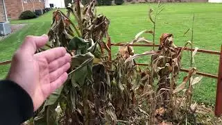 Why Banana Trees/Plants Shrink in Cold Climates | Fall 2021 Musa Basjoo Update