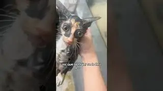 #animals #love #cute #shorts #pets