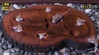 Cat TV: Tiny Mouse Popping Up and Hide & Seek Fun through Wood Stem Holes for cats to watch 4k