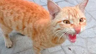 Cat Meow Sound to attract cats | cat sound effect | Cat meow | Angry Cat Sound | Cat Ki Awaaz| Billi