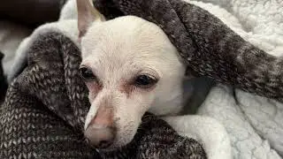 Meet the world's oldest living dog, a chihuahua named TobyKeith that lives in Palm Beach County