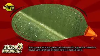 Biliyor Musunuz? 24.Bölüm - Fotosentez Nedir? Fotosentezin Faydaları Nelerdir?