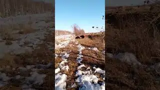 Медведи счастливы,весна пришла.