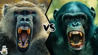 Baboon vs Bonobo: Who Would Win?