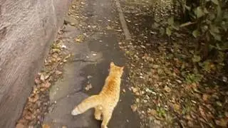 Замурованный в подвале котик.