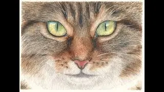 How to Paint a Realistic Cat Face in Watercolor, Course Preview