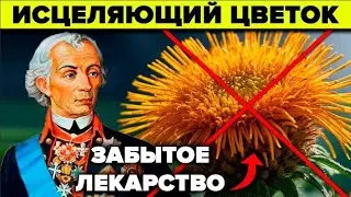 Секрет Суворова, о котором молчат. Девясил - почему его забыли?