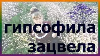 ГИПСОФИЛА выращивание посадка уход вредители болезни подкормка размножение гипсофилы