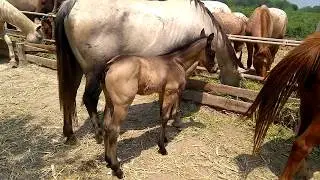 RANCHOLAROSA. POTRILLO BAYO LOBO 2018 DE MR PEPONITA PUDDEN