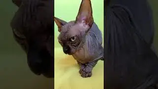 Обед для лысой кошки Сфинкс чем кормить  