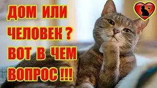 Что Важнее для Кошки: Уютный Дом или Любящий Человек?!