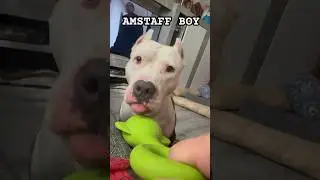 Амстафф Бой всегда играть дома #амстафф #dog #amstaff #собака #pitbull #шортс #тренд