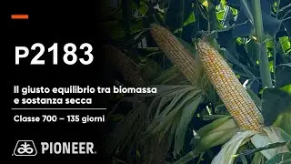 P2183: il mais con il giusto equilibrio tra biomassa e sostanza secca