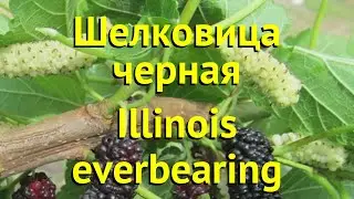 Шелковица черная Иллинойс Эвербейринг. Краткий обзор, описание morus nigra Illinois everbearing
