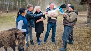 Дикий кабан чуть не вышел через окно. Теперь у нас есть ДОРПЕР .