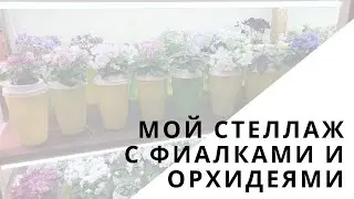 Запись прямого эфира из инста от 13.02.20. Итоги викторины. Мой стеллаж с фиалками и орхидеями