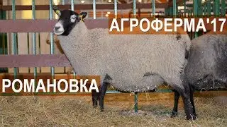 Племрепродуктор по романовской породе овец. Выставка АгроФерма-2017