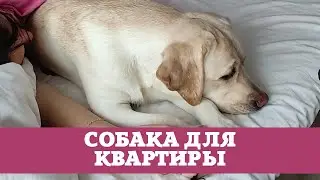 Лабрадор лучшая порода для квартиры