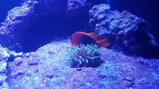 Fire Clownfish Hosting Anemone