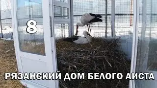 Storks laid eggs a month earlier than their counterparts