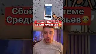 Глупые Муравьи Идут На Верную Смерть😱
