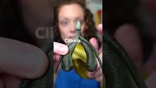 Did you know the clitoris looks like this?! 